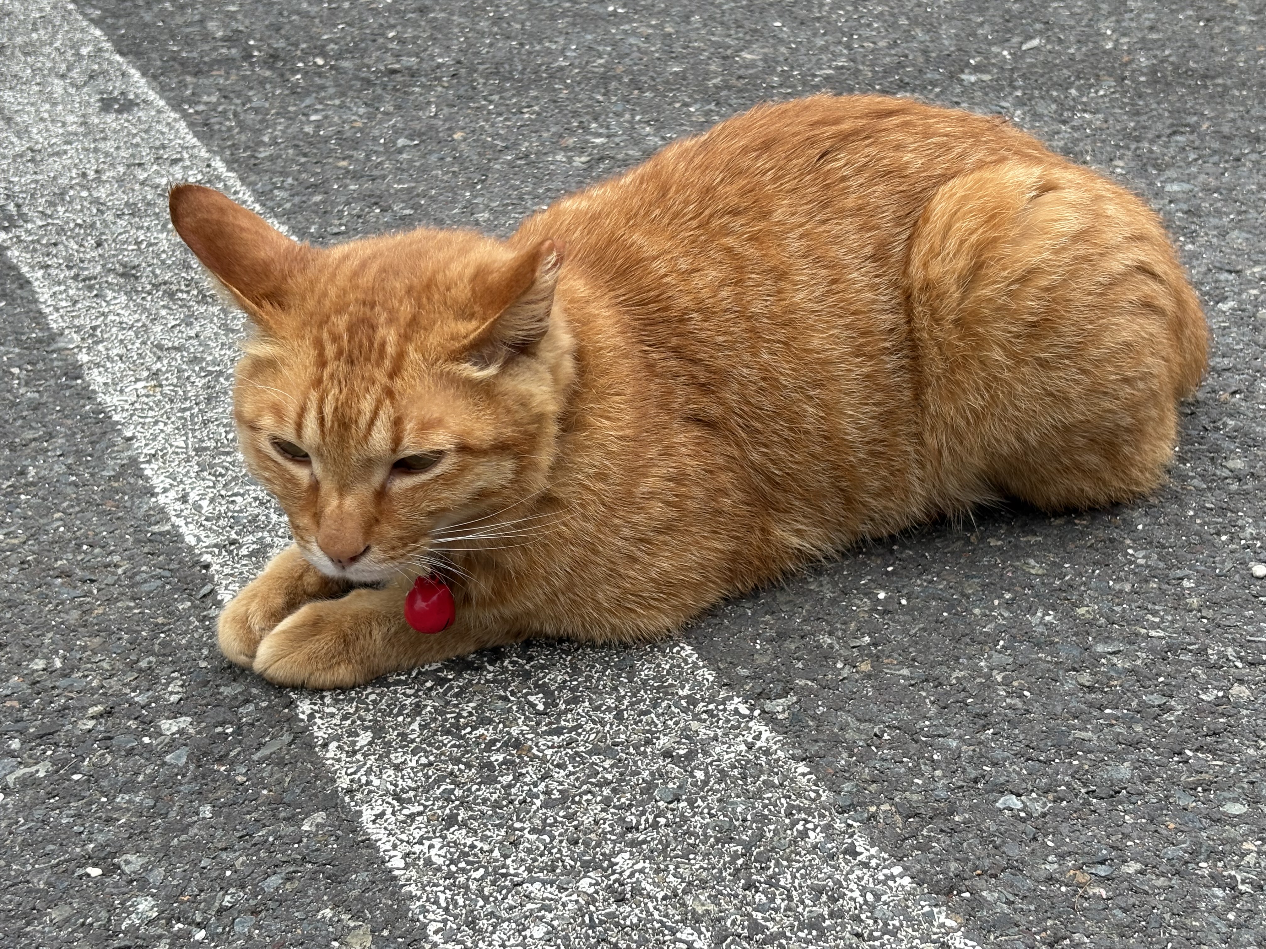 jeju cat